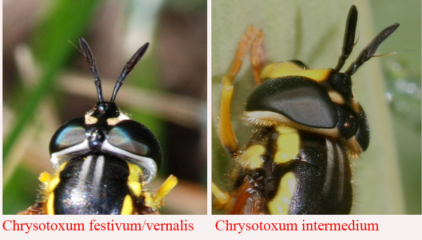 Chrysotoxum sp.